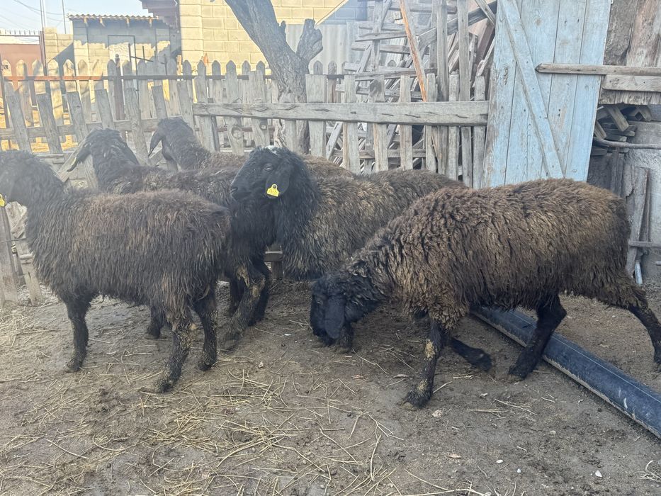 Ұрғашы токтылар сатылады.