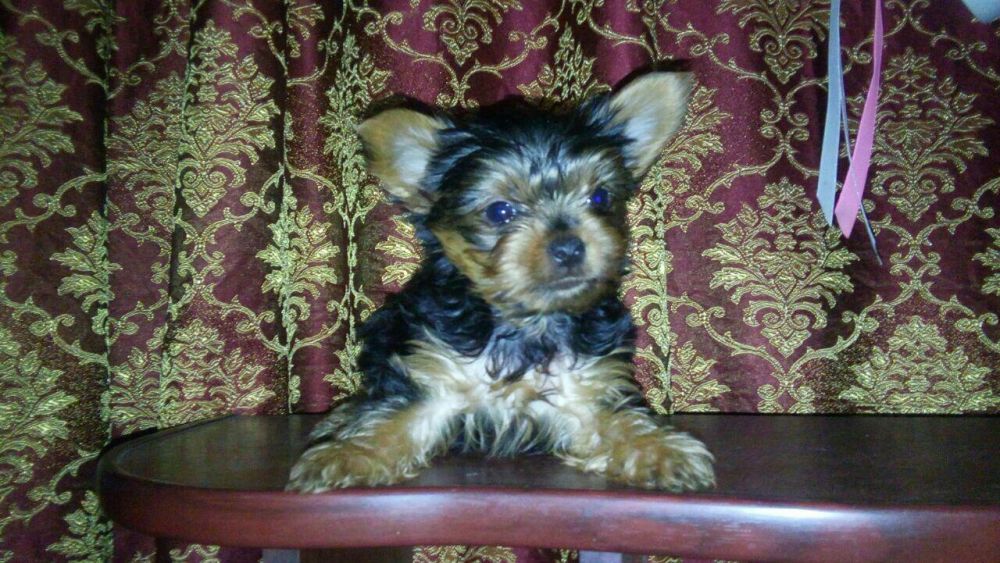 Продам щенков Йорка Каспий рассрочка