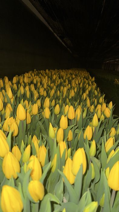 Тюльпан крупный.