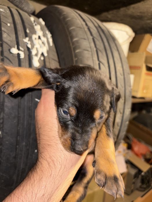 Доберман щенки чистые