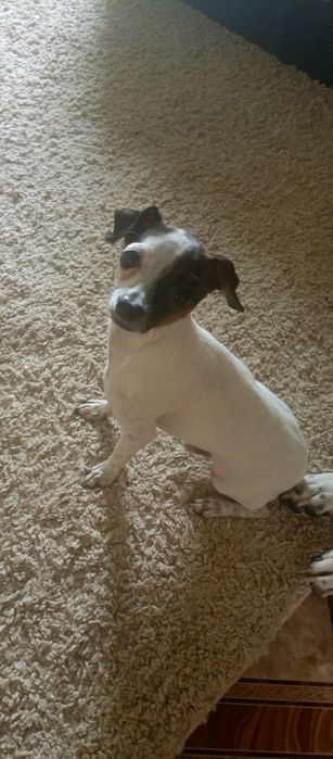 Ищем невесту для случки