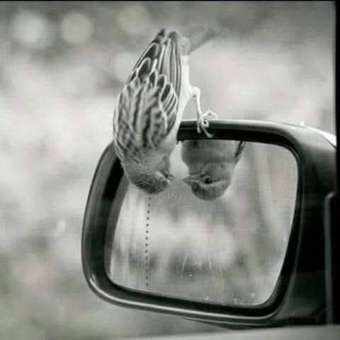 Ккуфар карета  сив  75 см