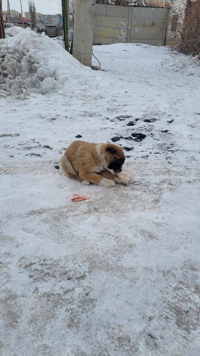 Щенки ищут дом и доброго хозяина!