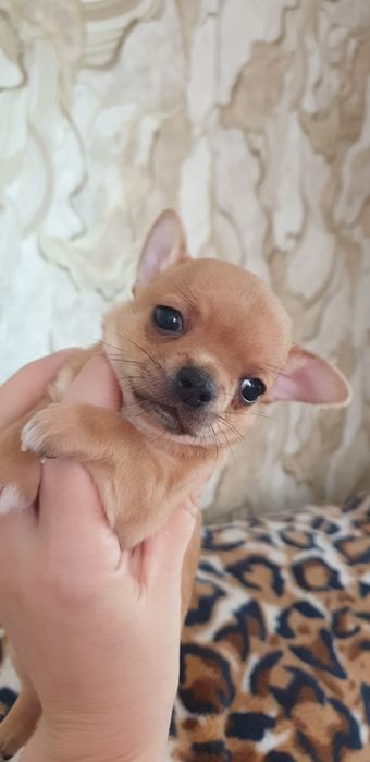 Щенки чихуахуа резерв.