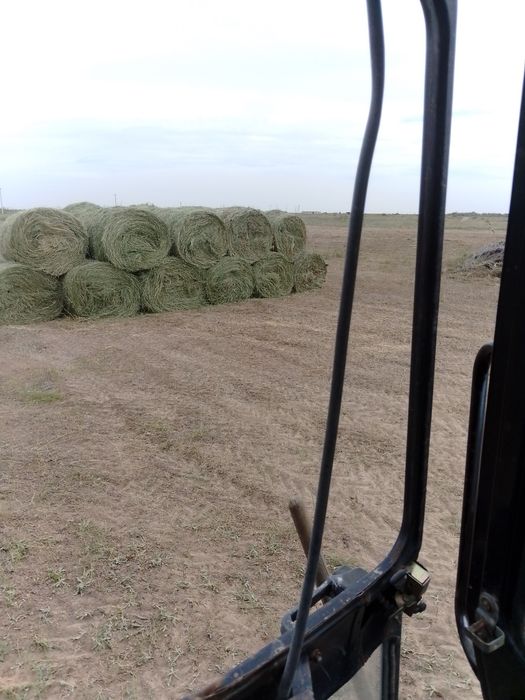Жоңышқа Люцерна сатылады