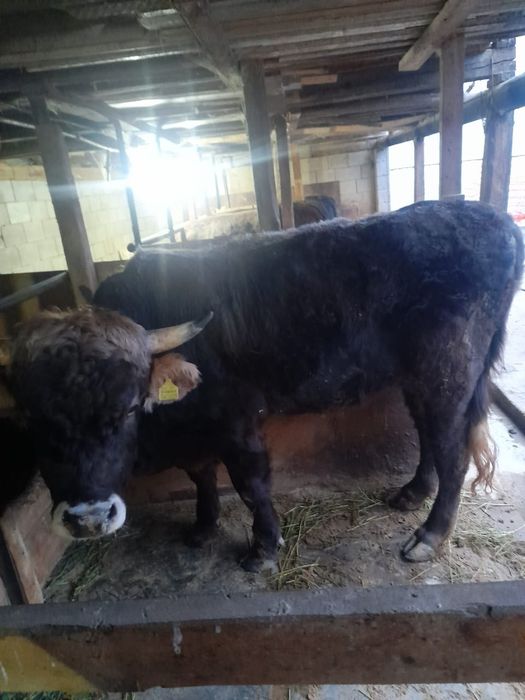 Продам бычка домашнего Алатауской породы  стоит на откорме домашнем
