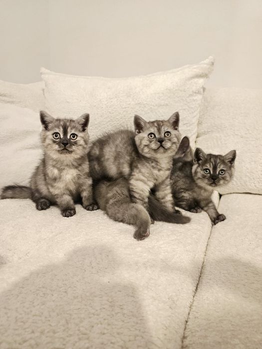 Pui british gri & argintiu