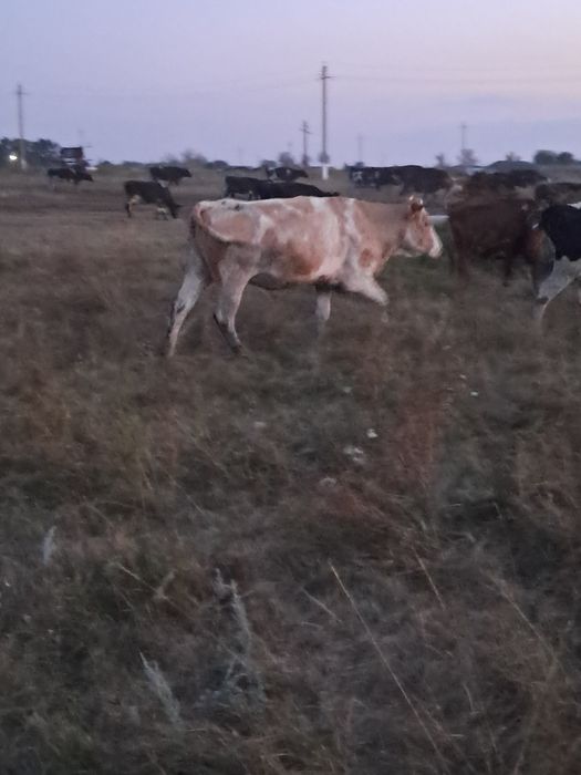 Продам коров симментальской породы.