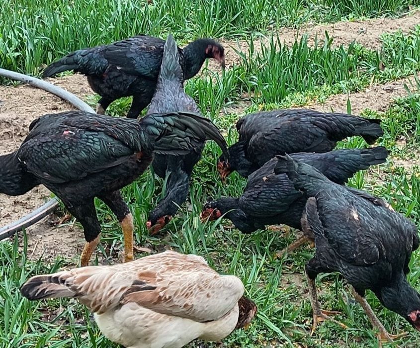 Ганой Карея тухумлари