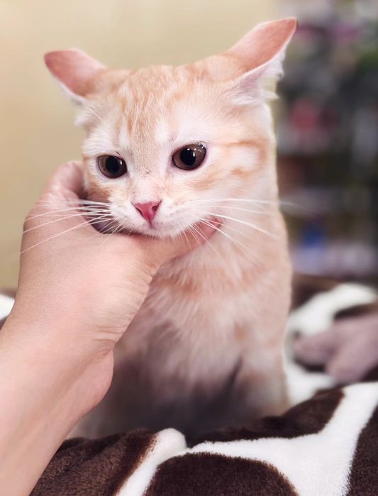 Котенок 5 мес в добрую семью