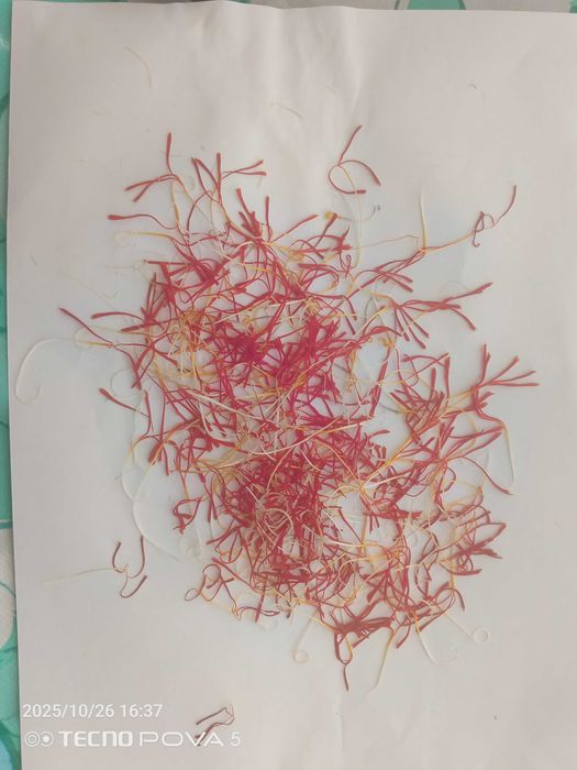 Za'faron (saffron,crocus sativus) guli qizilchalari