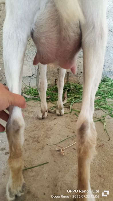 Менің әйелім қатты трахает алған порно видео