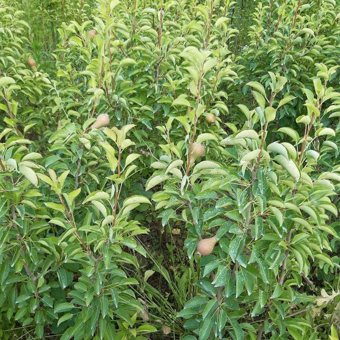 NOK Kuchatlarimz sotuvda arginal padvoyda sveji joyidan kovlab beramiz