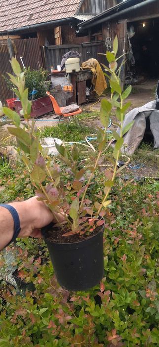 Vând afini de cultura