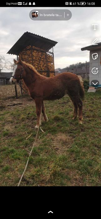 Vând mânză de 6 luni