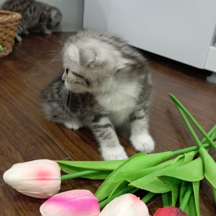 Продам котят по 10 тыс тг