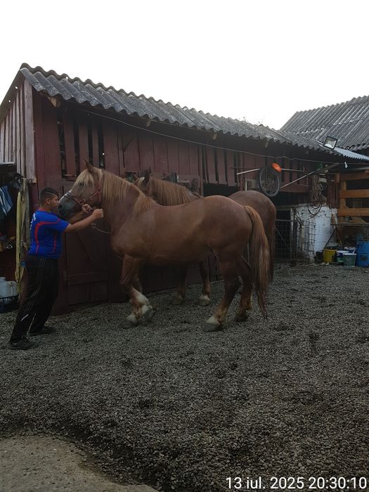 Vând pereche de caii