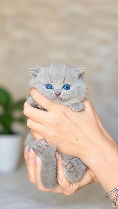 Британский котенок из элитного питомника