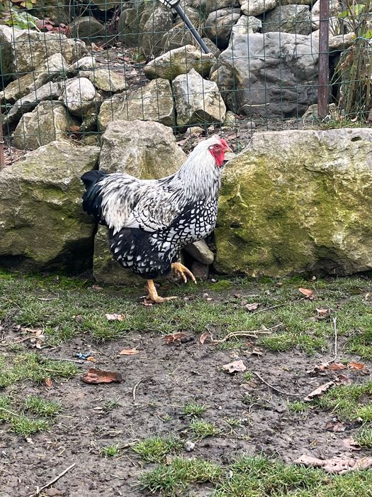 Cocoș Wyandotte tânăr