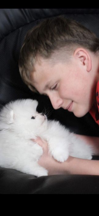 Продам щенков шпиц померанский