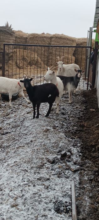 Продам молодых коз