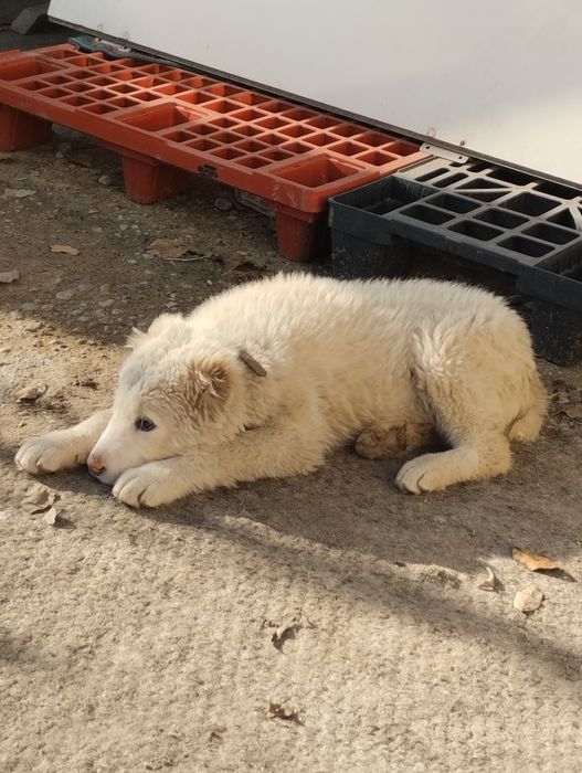 Алабаи кұшік ұрғашы 4 аи СРОЧНО