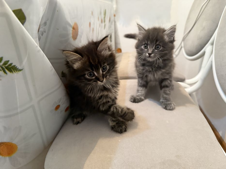 Отдам в хорошие руки