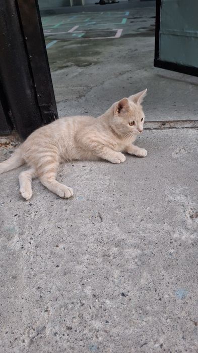 Красивый умный котик