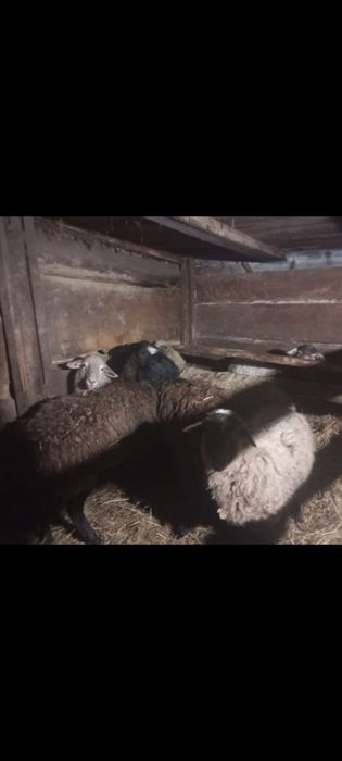 Продам баранов котный