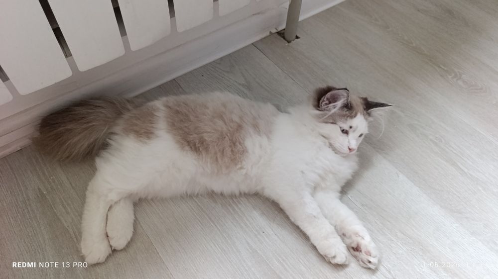 Кот в хорошие руки