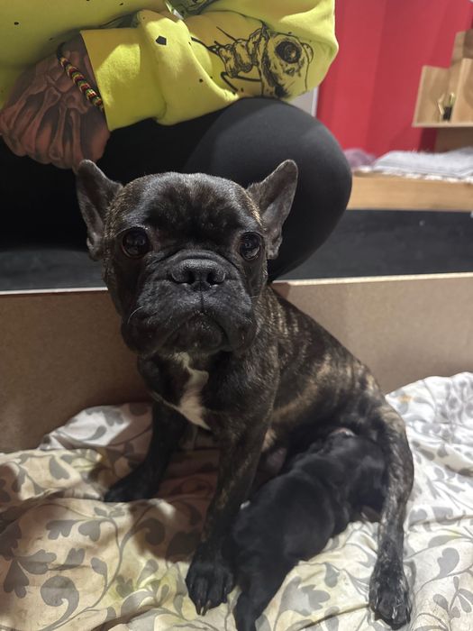 7 френски булдочета