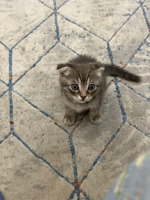 Шотландский вислоухий котенок