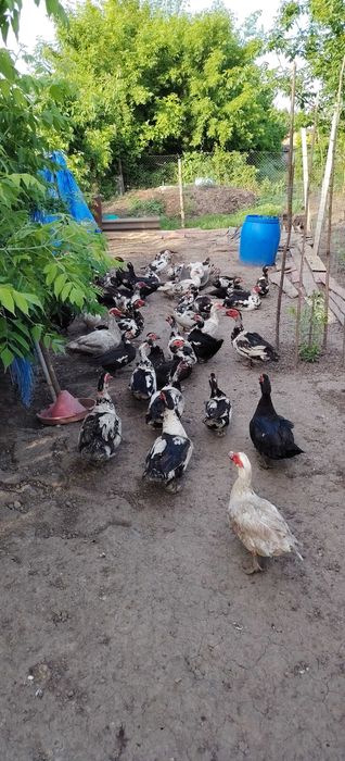 Rațe mute se vinde tot lotul