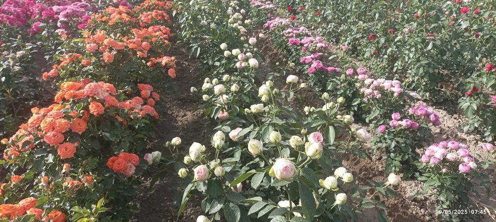 Atirgul koʻchatlari bor sotiladi 16 hil tayor pachkalap koʻmilgan