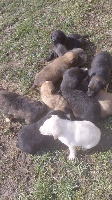 Щенки бесплатно.