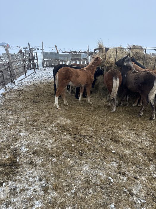 На продажу жеребята 2025