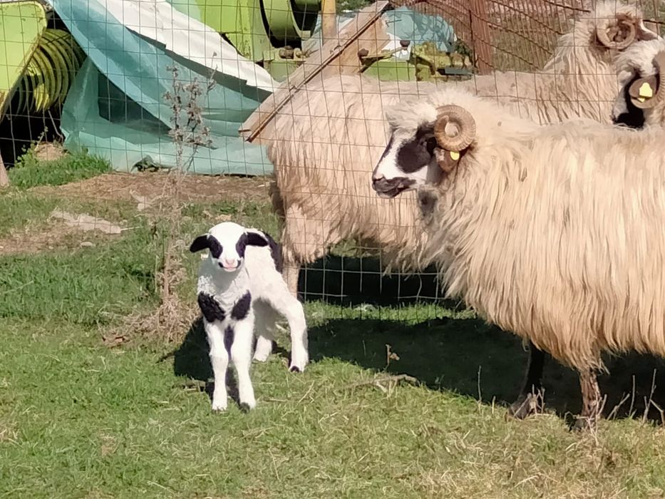 Oaie cu miel oi cu miei