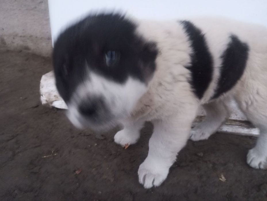 It sotiladi narxi 350ming