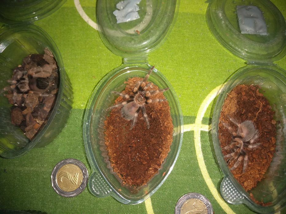 Тарантла tarantula