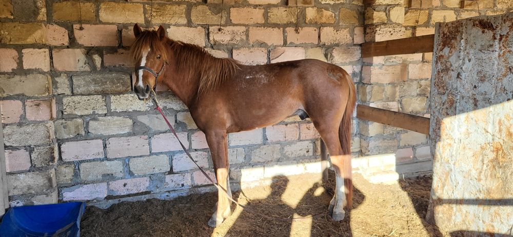 Айғыр сатылады 3жаста