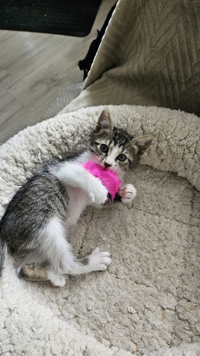 Pui pisica adoptie