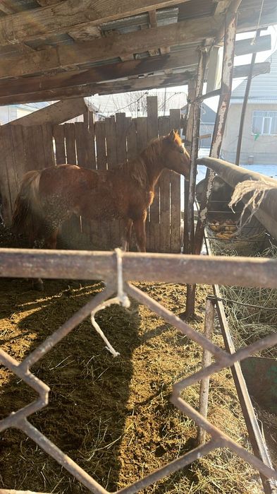 Продам жеребят 1,5 годовалые