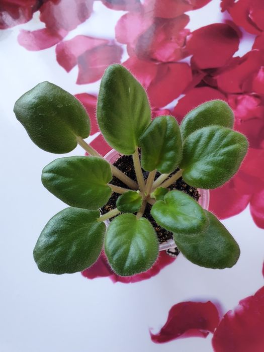 Детки сортовых фиалок