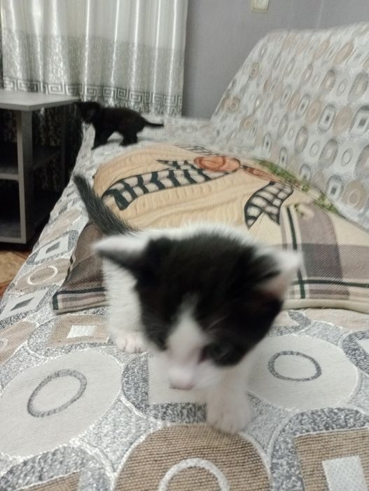 Милые котята мать крыселовка