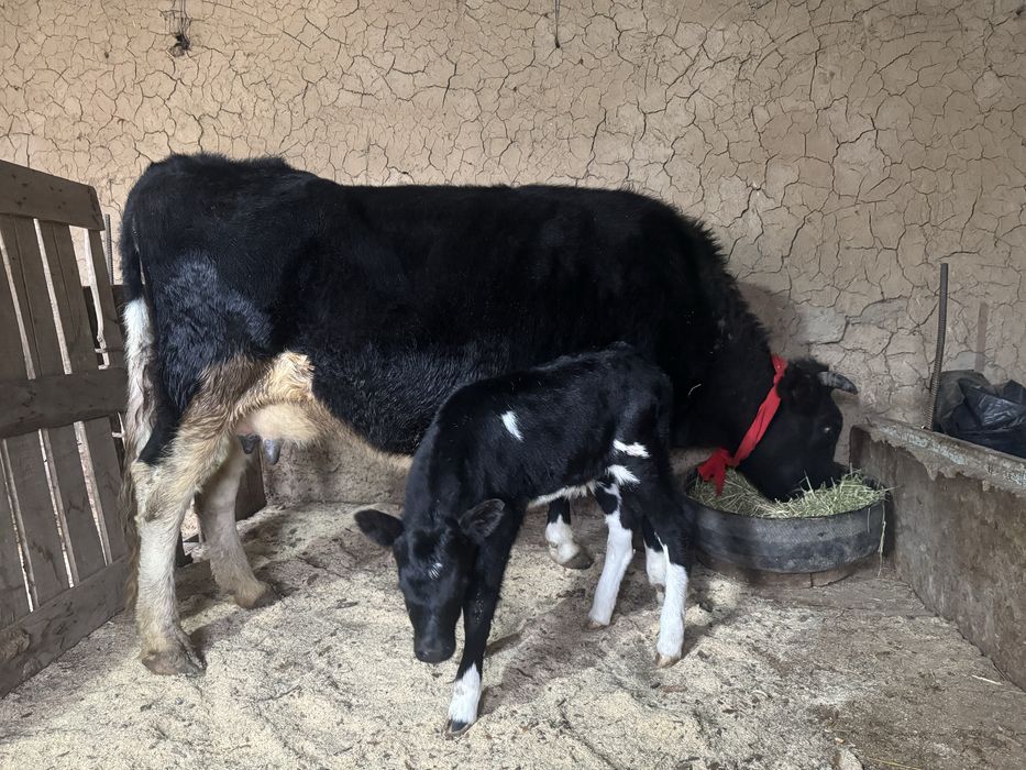 Бұзпулы сиыр 3 тума