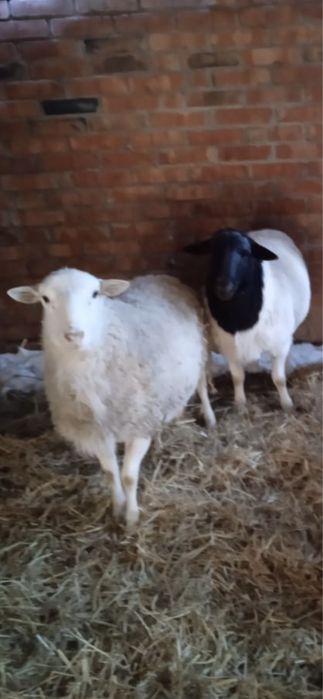 Бараны , ярки, ягнята Дорпер из Европы