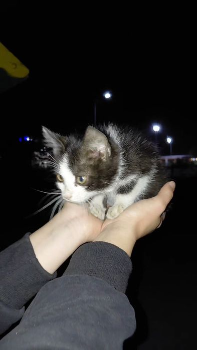 Отдам котёнка мальчик