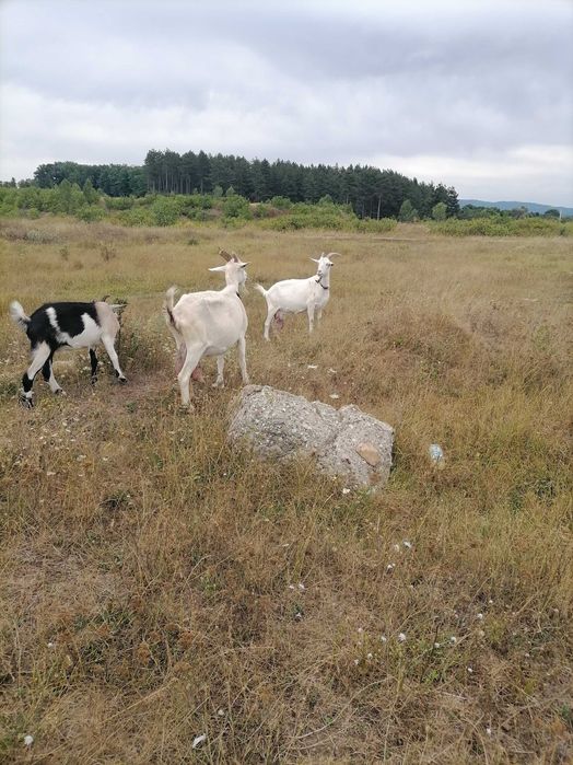 Продавам кози и ярета