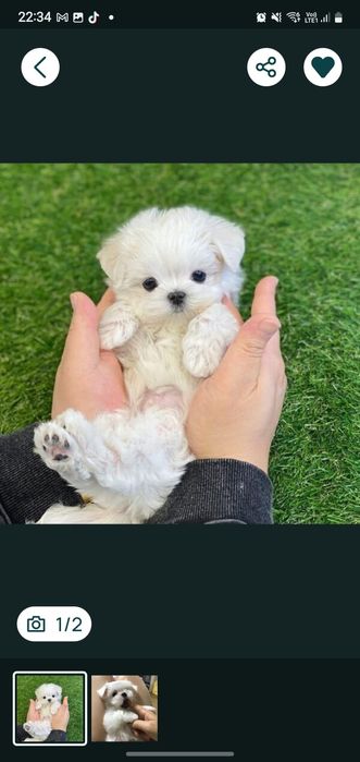 Bichon maltez mini toy