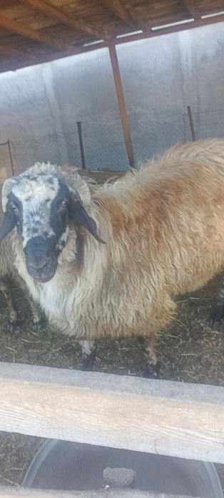 Oi și berbec cărăbaș